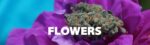 Free Flower Random