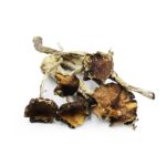 B+ ~ Psilocybe Cubensis ~ Sale priced  ????