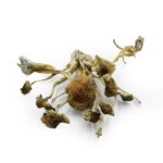 goldenteacher