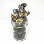 Blue Meanies ~ Super Potent  ~ New Price Drop ????