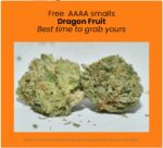 FREE  Dragon Fruit smalls