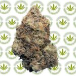 Snoop Dogg OG (IDH) Premium Top Shelf by Green Mile* (Special *AAAA+* Deal)