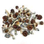 Penis Envy Psilocybe Cubensis ~ New Price Drop ????
