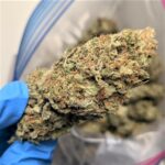 Sugar Cookies (BH)~ AAA ~ a Steal@ $79/Oz or Less