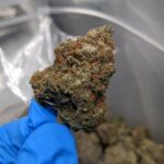 Apple Fritter (BH) AAAA Premium BC Bud