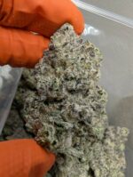 Purple Mimosa – AAAA/AAAA+ Premium Daytime Sativa (Fresh Cured Batch)