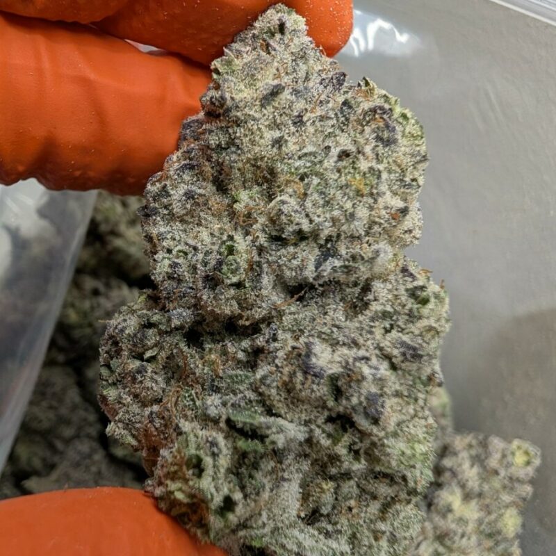Purple Mimosa – AAAA/AAAA+ Premium Daytime Sativa (Fresh Cured Batch)
