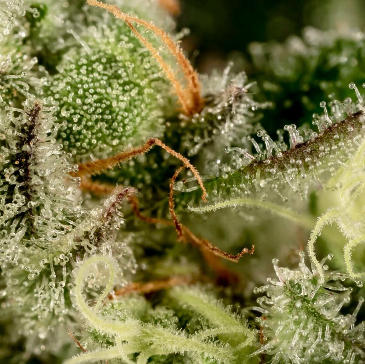 Crunch Berries – AAAA++ Premium IDH (Fresh Cured Craft Batch) Newsletter Code: Valid for DISCOUNT - Image 5